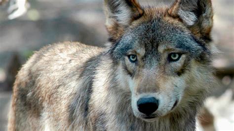 Wolf reintroduction could be delayed by proposed law